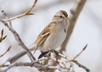 American Tree Sparrow by Darren Clark