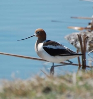 Avocet by Linda Milam