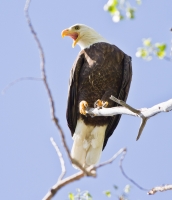 Bald Eagle by Darren Clark