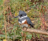 Belted Kingfisher by Farrel Downs