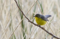 Canada Warbler by Darren Clark