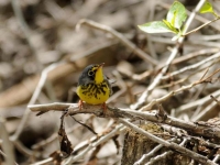 Canada Warbler by Jake Briggs