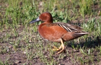 Cinnamon Teal by Darren Clark