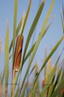Common Cattail (Typha latifolia) also called cattail flag, broadleaf cattail by Linda Milam