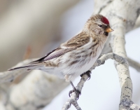 Common Redpoll by Darren Clark