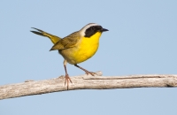 Common Yellow Throat by Darren Clark