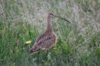 Curlew by Linda Milam