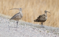 Curlews by Darren Clark