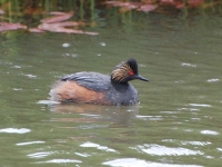 Eared Grebe by Linda Milam