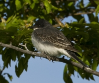 Eastern Kingbird by Terry R Thomas