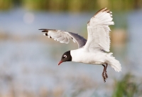 Franklins Gull by Darren Clark