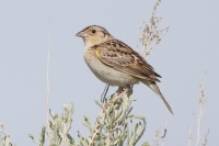 Grasshopper Sparrow by Darren Clark