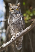 Great Horned Owl by Darren Clark