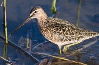 Long Billed Dowitcher by Darren Clark