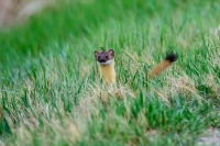 Long Tailed Weasel by Ray Liable