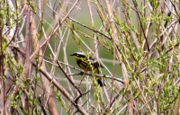 Magnolia Warbler