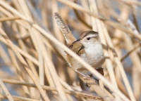 Marsh Wren by Darren Clark