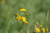 Milk-thistle (Sonchus asper)  also called prickly sow-thistle by Linda Milam