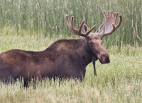 Moose by Darren Clark