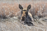 Moose by Linda Milam