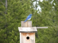 Mountain Bluebird by Tom Watkins