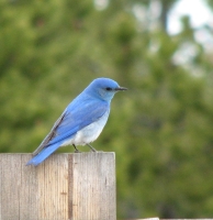 Mountain Bluebird by Tom Watkins