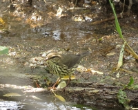 Northern Waterthrush by Steve Butterworth