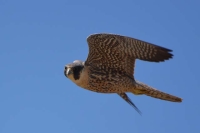 Peregrine by Linda Milam