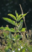 Pink Milkweed (Asclepias Speciosa) by Linda Milam