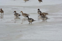 Pintails by Linda Milam