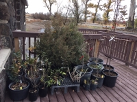 Plants on the Pouch 2.jpg20161205020149