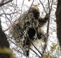 Porcupine by Steve Butterworth