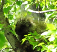 Porcupine by Steve Butterworth