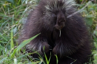 Porcupine