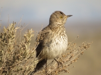 Sage Thrasher by Steve Butterworth