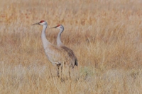 Sandhill Cranes by Linda Milam