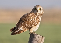 Short Eared Owl by Darren Clark
