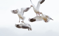 Snow Geese by Darren Clark