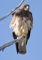 Swainsons Hawk by Darren Clark