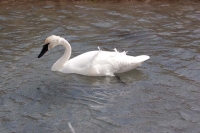 Swan by Linda Milam