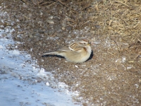 Tree Sparrow