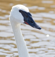 Trumpeter Swan by Darren Clark