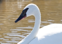 Trumpeter Swan by Darren Clark