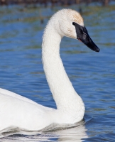 Trumpeter Swan by Darren Clark