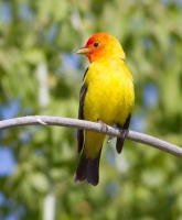 Western Tanager by Darren Clark