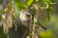 White Eyed Vireo by Darren Clark