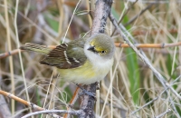 White Eyed Vireo by Darren Clark