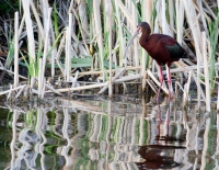 White Faced Ibis by Darren Clark