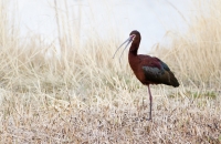 White Faced Ibis by Darren Clark