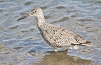 Willet by Darren Clark